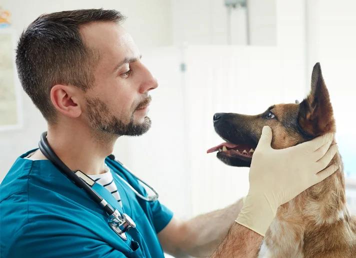 Veterinarian examining a dog at a veterinary clinic
