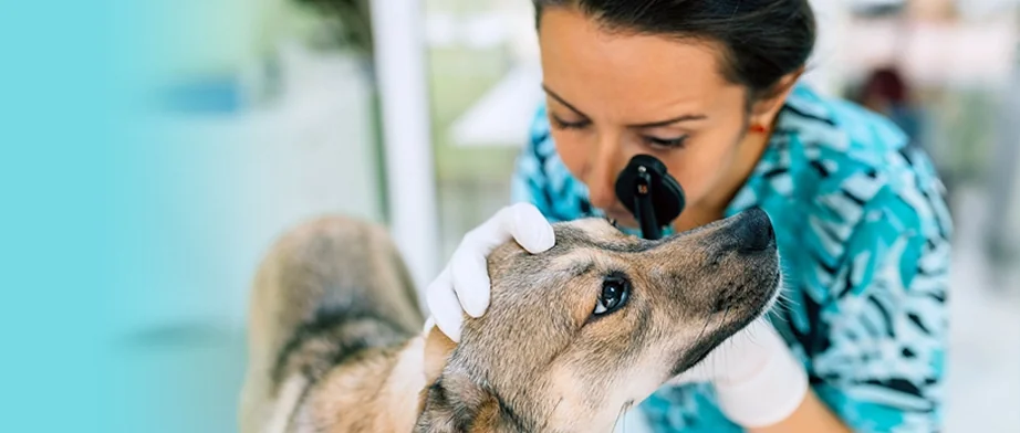 Veterinary nurse examining a dog at an animal clinic