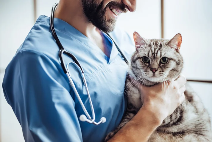 Veterinarian in scrubs holding a cat